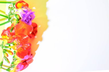 Beyaz arka planda izole edilmiş güzel taze çiçeklerin kompozisyonu, bahar konsepti, yakın görüş  