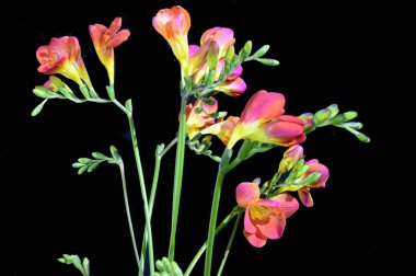 Koyu arkaplanda güzel çiçekler, bahar konsepti, yakın görüş  