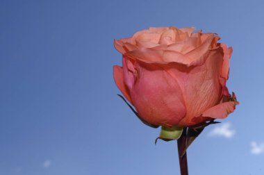 Gökyüzünde güzel bir gül arka planda, bahar konsepti, yakın manzara  