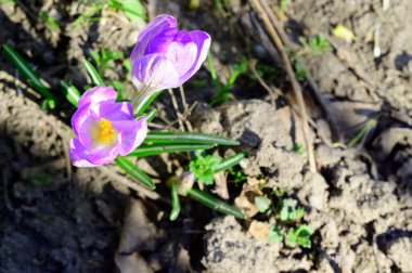 Baharda, güneşli bir günde bahçede büyüyen güzel timsahlar. 