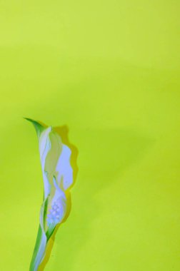 Parlak arkaplanda güzel bir çiçek, bahar konsepti, yakın görüş  