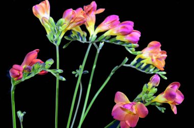 Koyu arkaplanda güzel çiçekler, bahar konsepti, yakın görüş  