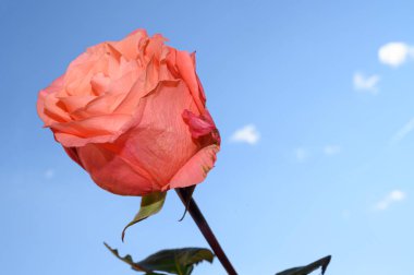 Gökyüzünde güzel bir gül arka planda, bahar konsepti, yakın manzara  