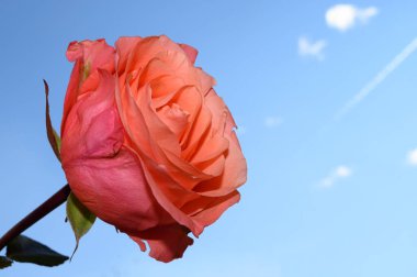 Gökyüzünde güzel bir gül arka planda, bahar konsepti, yakın manzara  