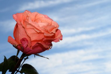 Gökyüzünde güzel bir gül arka planda, bahar konsepti, yakın manzara  