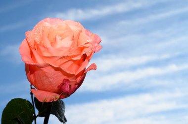 Gökyüzünde güzel bir gül arka planda, bahar konsepti, yakın manzara  