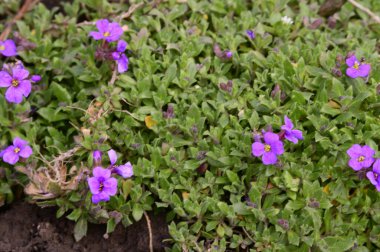 yumuşak güzel çiçekler, yakın plan, bahar konsepti  