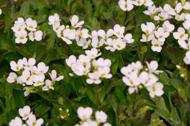 yumuşak güzel çiçekler, yakın plan, bahar konsepti  