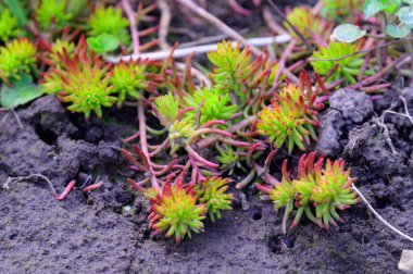 Güzel sulu çiçek koleksiyonu, yakın çekim.