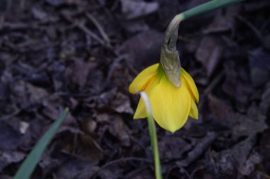 Güzel bir narsisli çiçeğin yakın plan çekimi.