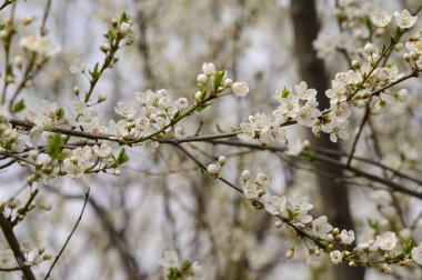 yumuşak güzel çiçekler, yakın plan, bahar konsepti  