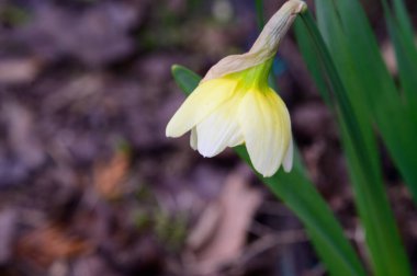 Güzel bir narsisli çiçeğin yakın plan çekimi.
