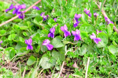 yumuşak güzel çiçekler, yakın plan, bahar konsepti  