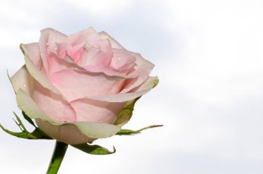 Mavi gökyüzü arka planında narin bir gül çiçeği