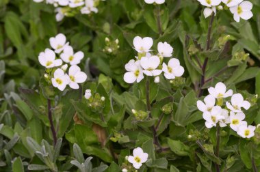 yumuşak güzel çiçekler, yakın plan, bahar konsepti  