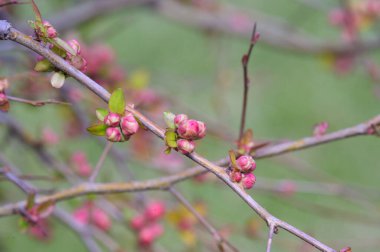 Beyaz güzel çiçekli kiraz ağacı dalları, yakın plan, bahar konsepti.  