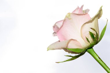 Mavi gökyüzü arka planında narin bir gül çiçeği