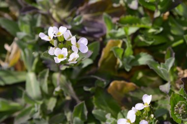 yumuşak güzel çiçekler, yakın plan, bahar konsepti  