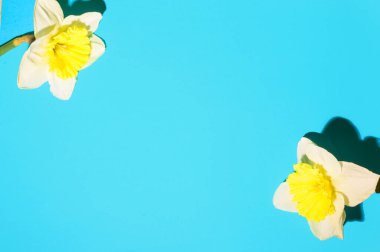 Parlak arkaplanda çiçeklerin güzel kompozisyonu, bahar konsepti, yakın görüş  