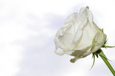 Mavi gökyüzü arka planında narin bir gül çiçeği