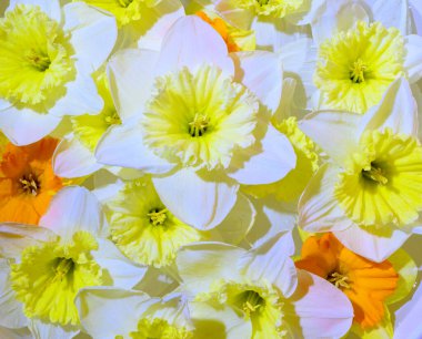 Parlak arka plan, bahar konsepti, yakın görüş üzerine güzel nergisler buketi  