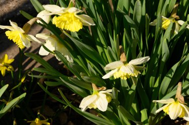 Güneşli yaz gününde bahçede yetişen güzel nergisler. 