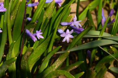 Güneşli yaz gününde bahçede yetişen güzel çiçekler. 