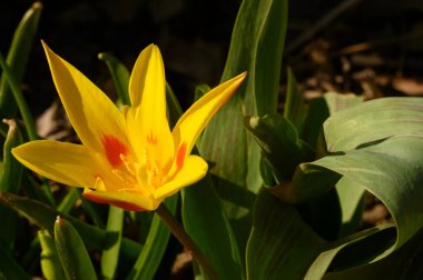 Güneşli yaz gününde bahçede büyüyen güzel lale çiçekleri. 