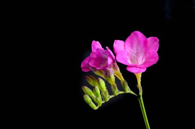 Koyu arkaplanda güzel çiçekler, bahar konsepti, yakın görüş  