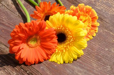 Tahta arka planda güzel Gerbera çiçekleri, yaz konsepti, yakın görüş   