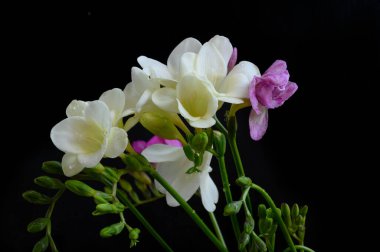 Koyu arkaplanda güzel çiçekler, bahar konsepti, yakın görüş  