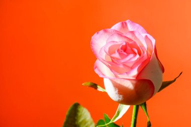 Parlak arkaplanda güzel bir gül çiçeği, bahar konsepti, yakın görüş  