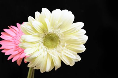 Koyu arkaplanda güzel Gerbera çiçekleri, bahar konsepti, yakın görüş  