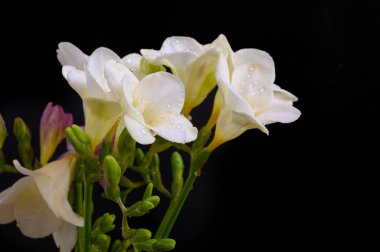 Koyu arkaplanda güzel çiçekler, bahar konsepti, yakın görüş  