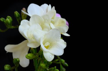 Koyu arkaplanda güzel çiçekler, bahar konsepti, yakın görüş  