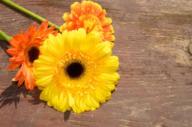 Tahta arka planda güzel Gerbera çiçekleri, yaz konsepti, yakın görüş   