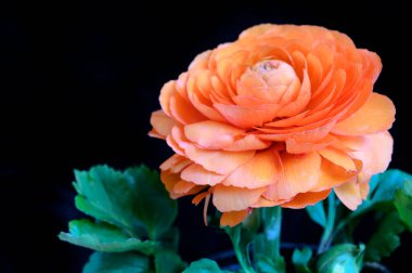 Koyu arkaplanda güzel bir gül, bahar konsepti, yakın görüş  