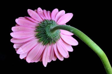 Koyu arkaplanda güzel Gerbera çiçeği, bahar konsepti, yakın görüş  