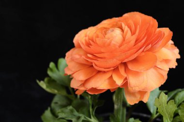 Koyu arkaplanda güzel bir gül, bahar konsepti, yakın görüş  