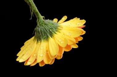 Koyu arkaplanda güzel Gerbera çiçeği, bahar konsepti, yakın görüş  