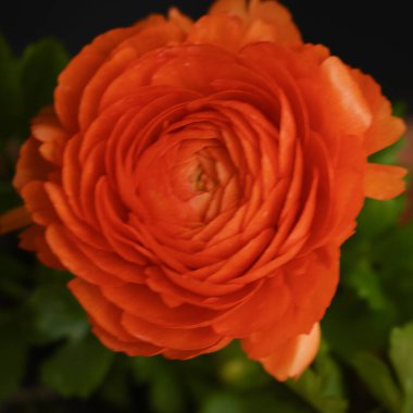 Koyu arkaplanda güzel bir gül, bahar konsepti, yakın görüş  