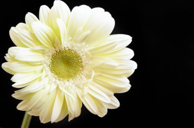 Koyu arkaplanda güzel Gerbera çiçeği, bahar konsepti, yakın görüş  