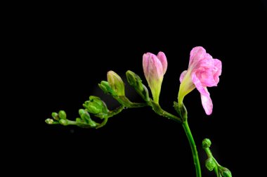 Koyu arkaplanda güzel çiçekler, bahar konsepti, yakın görüş  
