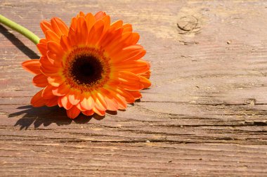 Tahta arka planda güzel Gerbera çiçeği, yaz konsepti, yakın görüş   