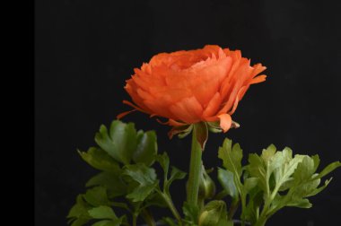 Koyu arkaplanda güzel bir gül, bahar konsepti, yakın görüş  