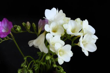 Koyu arkaplanda güzel çiçekler, bahar konsepti, yakın görüş  