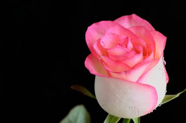 Koyu arkaplanda güzel bir gül, bahar konsepti, yakın görüş  