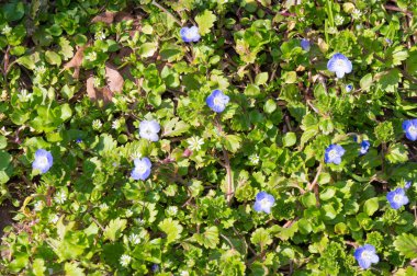 Güneşli yaz gününde bahçede yetişen güzel çiçekler. 