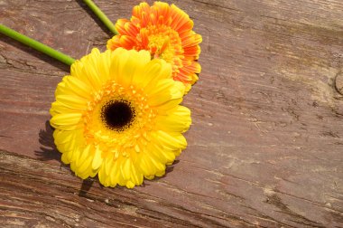 Tahta arka planda güzel Gerbera çiçekleri, yaz konsepti, yakın görüş   
