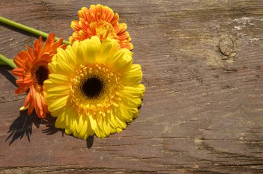 Tahta arka planda güzel Gerbera çiçekleri, yaz konsepti, yakın görüş   
